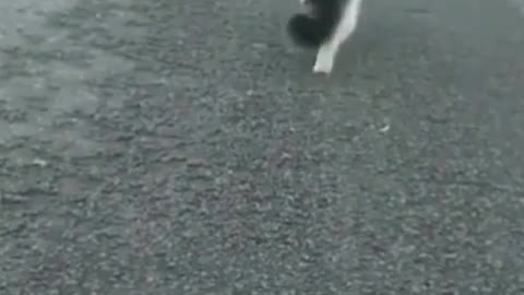 Cat cat cat funny