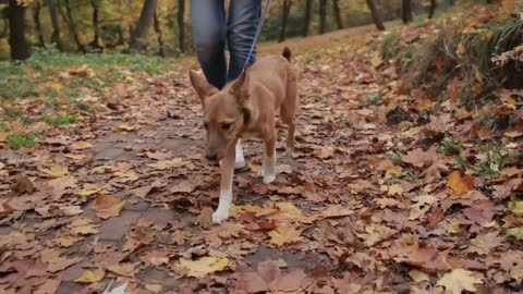 Basic Dog Training – TOP 10 Essential Commands Every Dog Should Know!