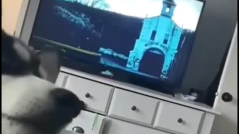 Cute animals funny moment can't hold laughing