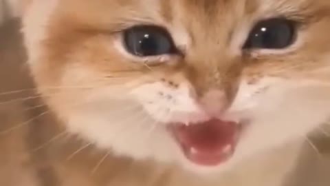 Kucing lucu