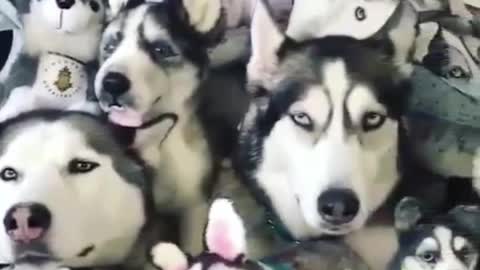Don't think you two stupid dogs can hide from my eyes by hiding among them.