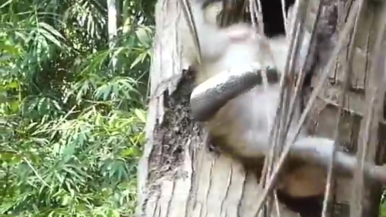 The Hardest Battle for Survival in Animal Kingdom