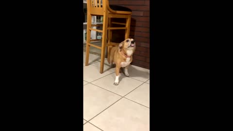 Dog Does Funny Dance to Latin Beat