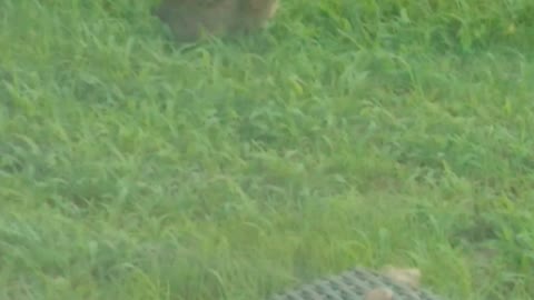 Cool baby rabbit