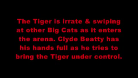 African Lion Vs Male Bengal Tiger - Rare Footage_Cut.mp4