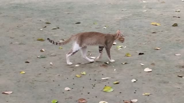 Cute cat video funny cat and funny cat videos-One cat searching food animal videos.