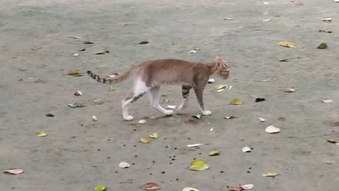 Cute cat video funny cat and funny cat videos-One cat searching food animal videos.