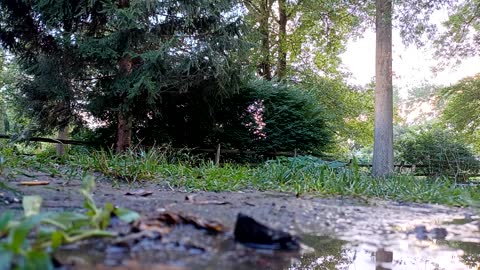 Hidden Camera on a Wild Ducks Life