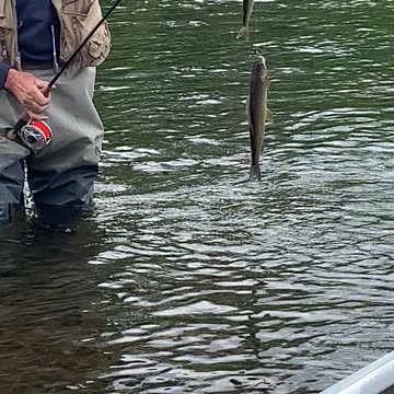 CATCHING TWO AT A TIME GRAYLING FISHING