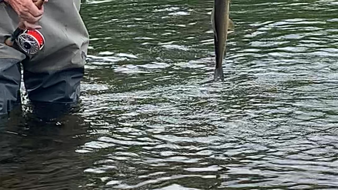 CATCHING TWO AT A TIME GRAYLING FISHING