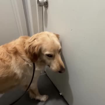 Daily Happy Video (9) - OUR PETS ARE THE BEST!! GIVE YOURS A HUG TODAY!! ;)