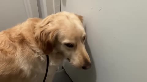 Daily Happy Video (9) - OUR PETS ARE THE BEST!! GIVE YOURS A HUG TODAY!! ;)