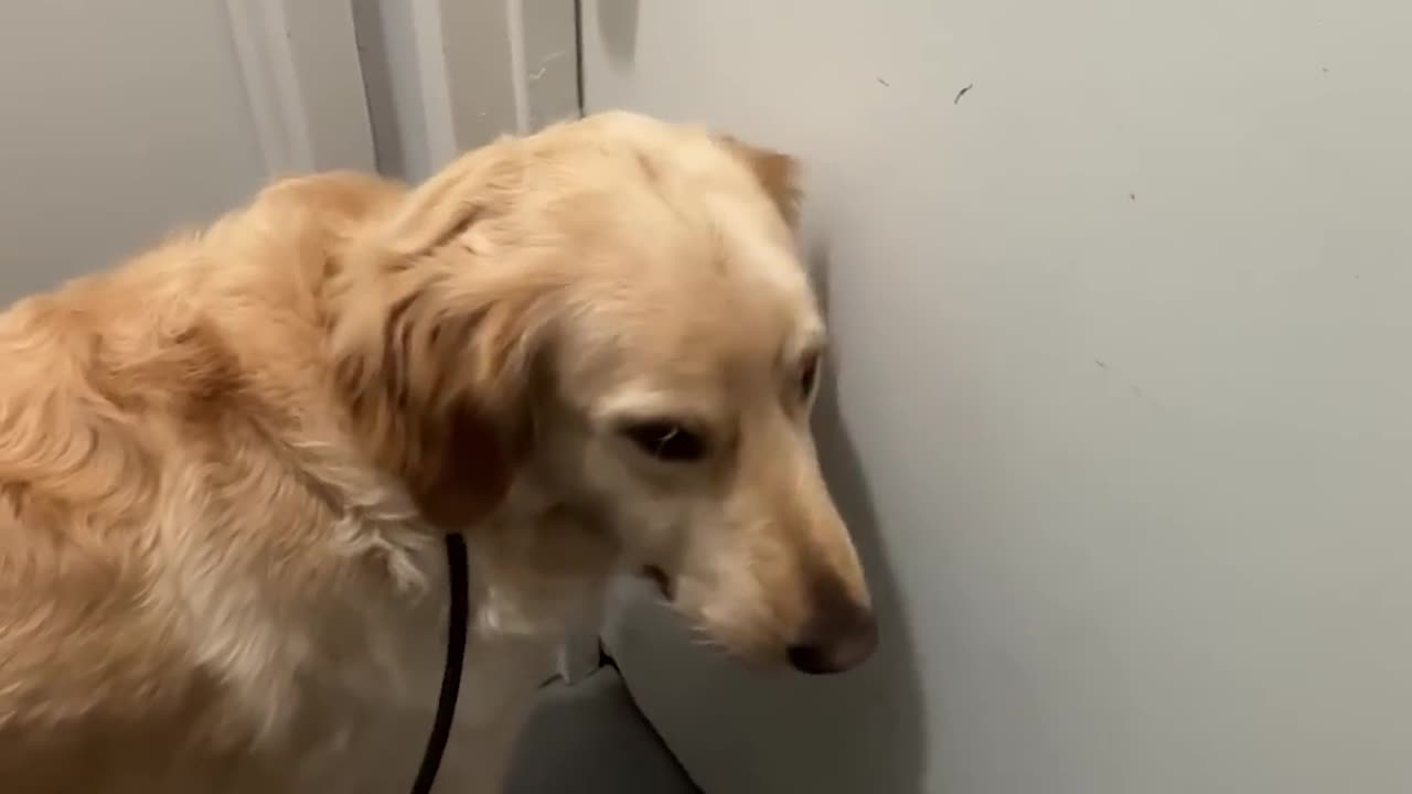 Daily Happy Video (9) - OUR PETS ARE THE BEST!! GIVE YOURS A HUG TODAY!! ;)