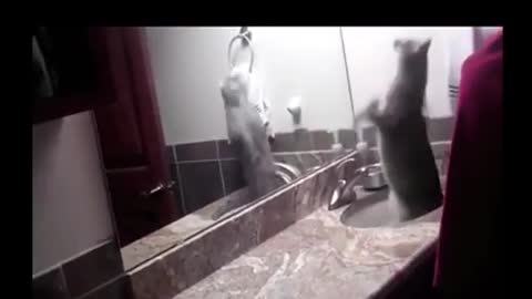 Cat videos ..John Cena..