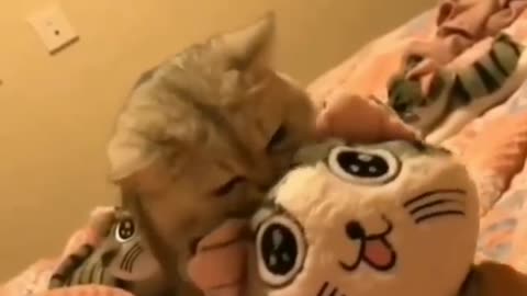 Funny and Cute Cat Videos #224