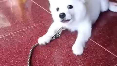 Cute baby dog playing in the room