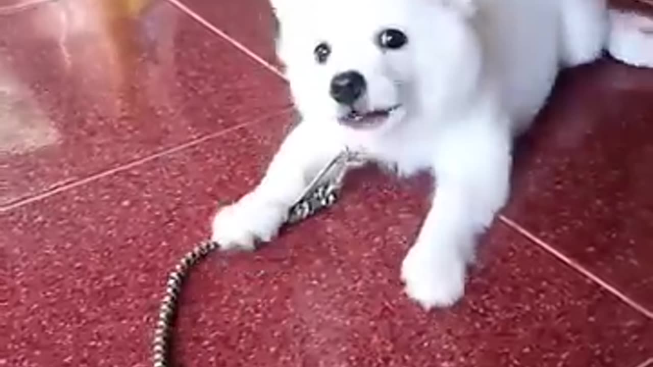Cute baby dog playing in the room