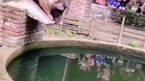 Funny Animal Videos of 2023🤣 - Best Pig Video - Funny animals 🐖#shorts #pigs #funnyanimals