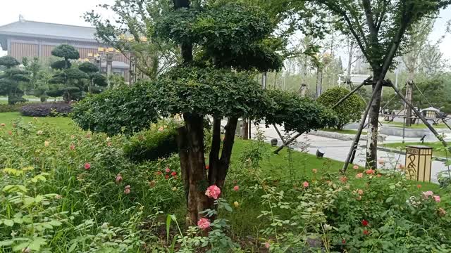 The shape of this tree is very strange.