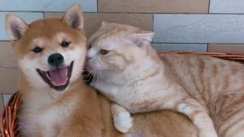 Cats and dogs kiss each other affectionately