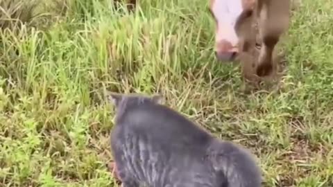 So funny & cut cat 😺___