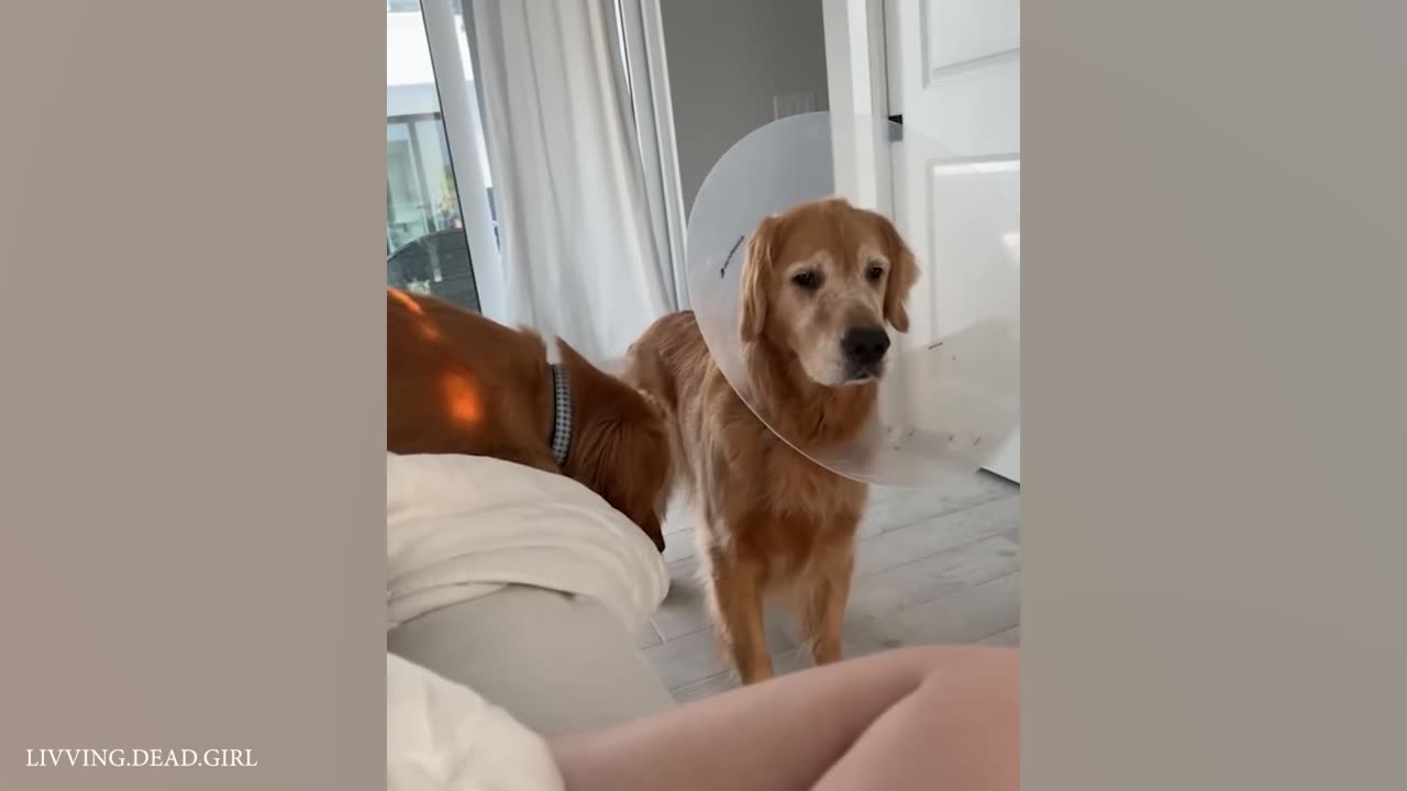 Funny Animals Videos - When Animals Forget They're Animals 😂