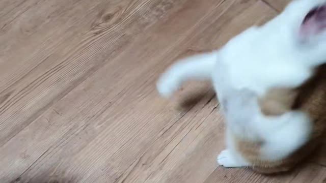 Playing with cats with toys