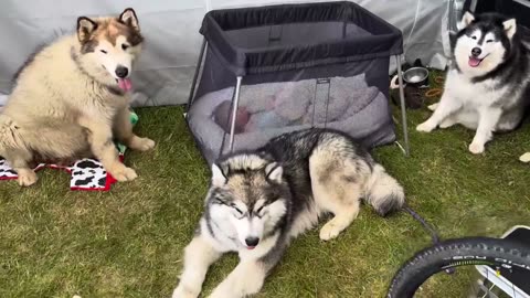 Baby and puppy growing up | the best year of ourr lives | Funny video