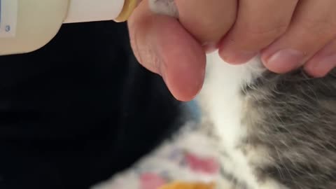 Bottle baby kitten With A Loose Latch......######!!!!