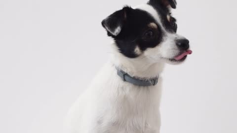 How to train your dog in a fun way