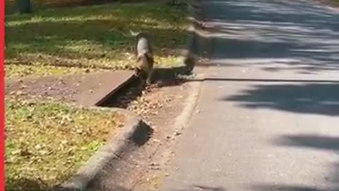 Retired bomb sniffing dog