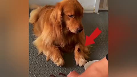 Best Funny Animal Videos 2023