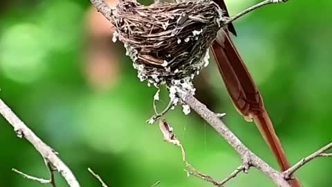 Mother Bird Feeding Babies | Unique style | amazing bird mother love