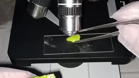 Green chilli 🥗 Under in Microscope