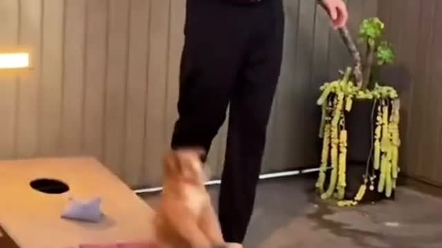 The cutest cornhole partner ever