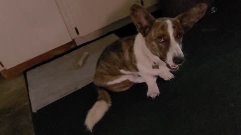 Corgi Pup Chasing His Tail