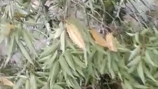 En la vereda San Cayetano de Charalá se cayó un puente peatonal