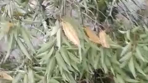 En la vereda San Cayetano de Charalá se cayó un puente peatonal