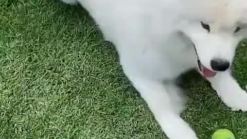 Dog training course