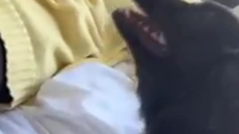 Fannny cats and dogs videos 2024,#2🤣💋👌#funnyvideo #funnymemes #dogs #cats #cute #foryouシ #foryoupageシ