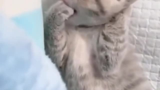 Such a lovely cat, I like cats very much, let me show you the gentle little cat