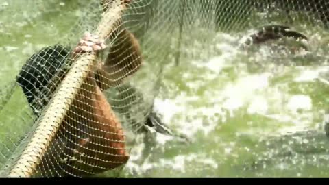 Big firsh in thailand