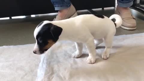 That's where gumby went | My dog ​​swallowed a rubber toy