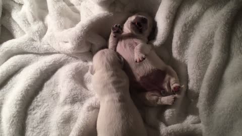 Dogs