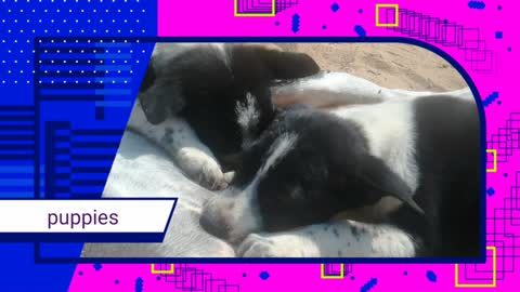 breast feeding puppies video hungry puppies feeding milk