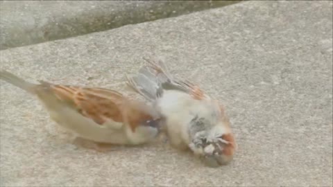 The bird is crying like a helpless one. Mourning the loss of a loved one