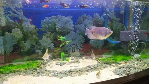Relax by looking at the fish
