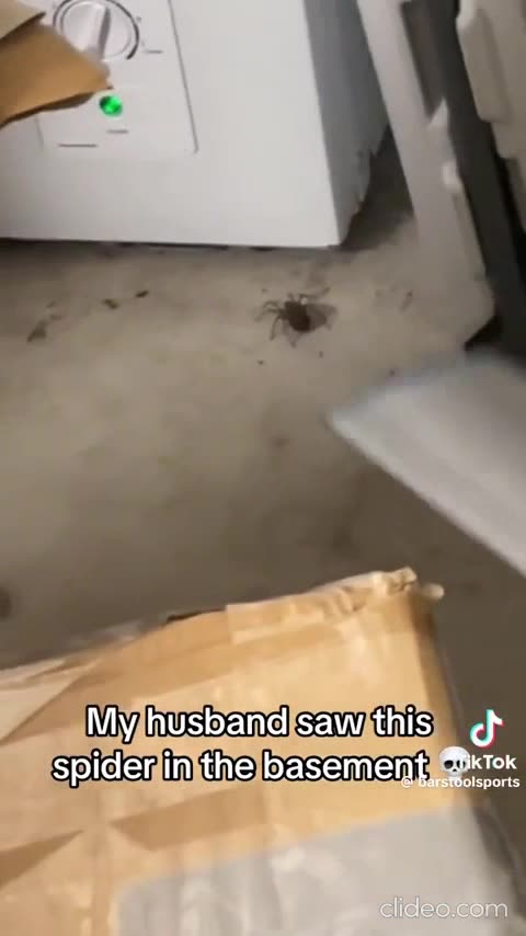 One Spider Then Many Spiderlings