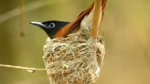 Look deep into nature, and then you will understand everything better