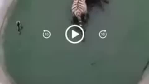 Silly tiger, smart duck
